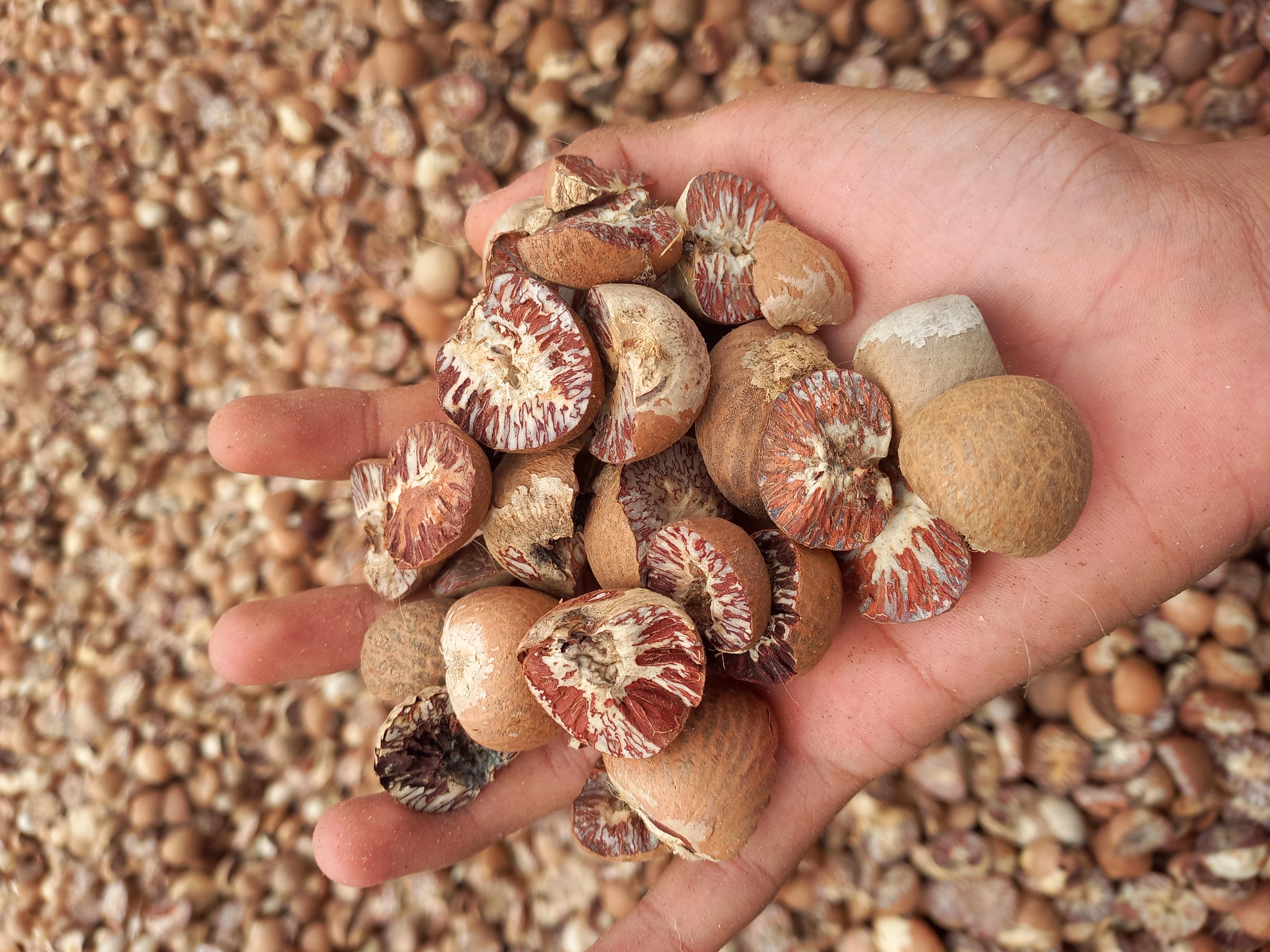 Why Betel Nut Prices Are Increasing in 2026