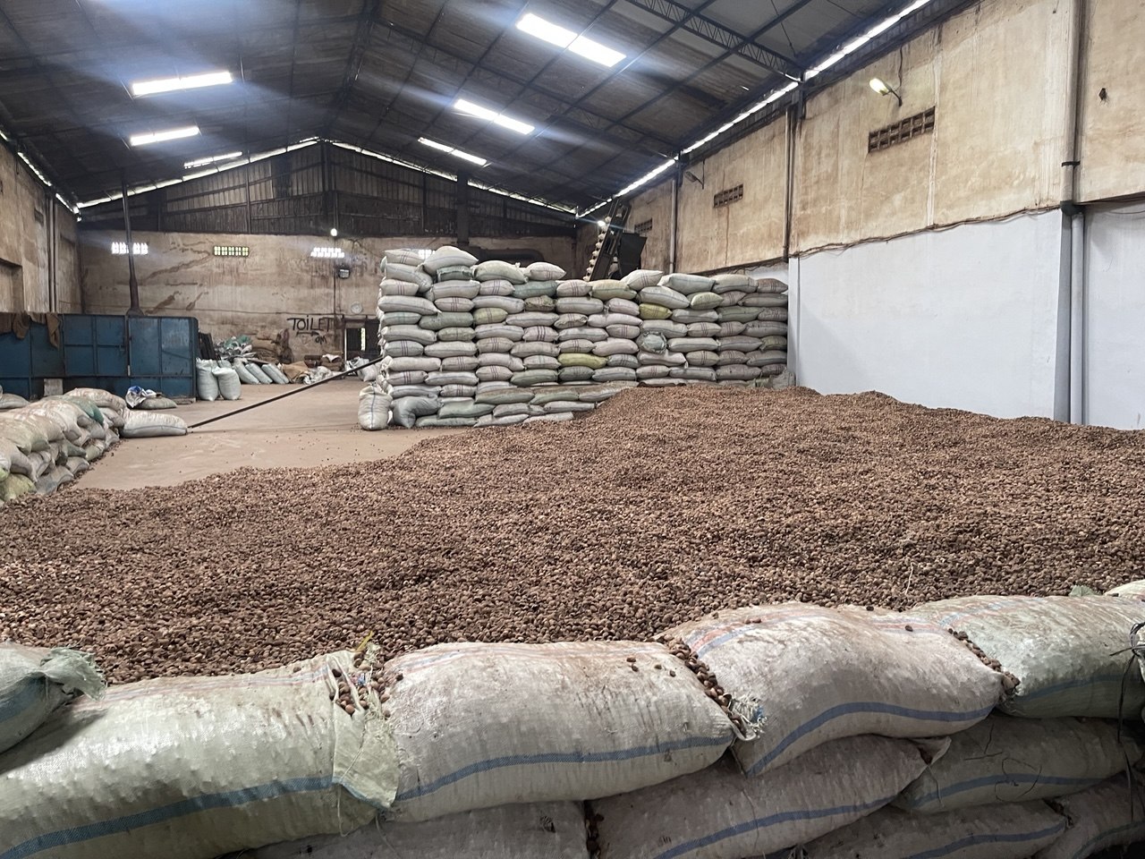From Farm to Export: The Journey of Betel Nut in Indonesia