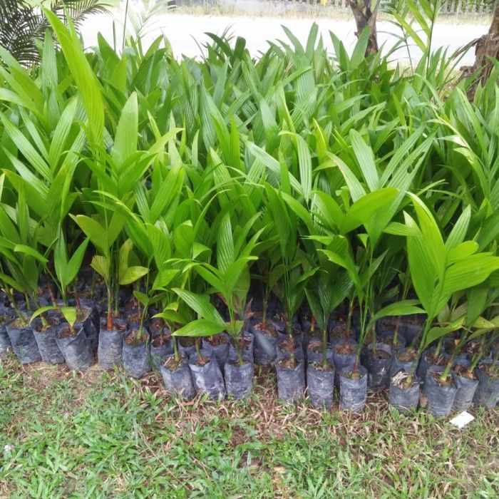 Top Betel Nut Varieties in Indonesia for Export and Cultivation