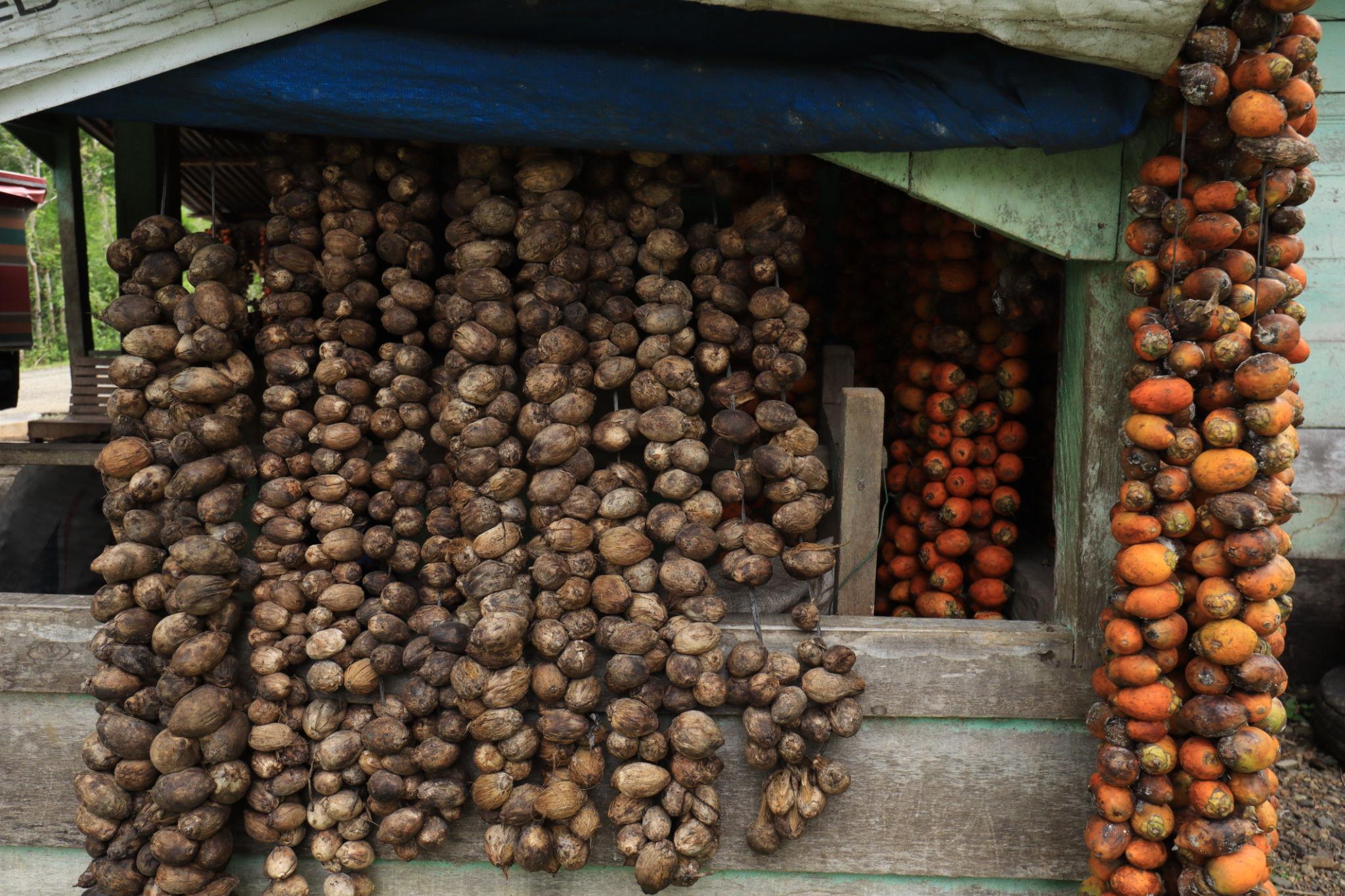 Premium Indonesian Betel Nut: Reliable Supply for Global Buyers